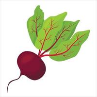 Ripe red beets with green leaves vector
