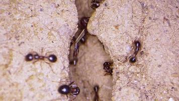 insectes animaux fourmis sur le sol video