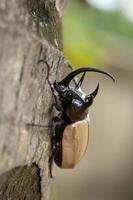 Yellow Five horned rhinoceros beetle In nature background photo