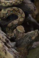 Boa portrait Boa constrictor snake on tree branch photo