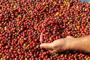 Manos sosteniendo granos de cerezas de café en la plantación de café foto