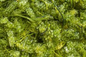 uvas de mar caviar verde algas marinas comida sana