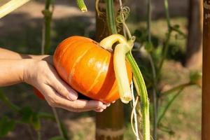 Pumpkins hanging from the bamboo fence in the garden photo