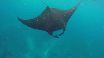 Manta rays swim in the blue green sea. video