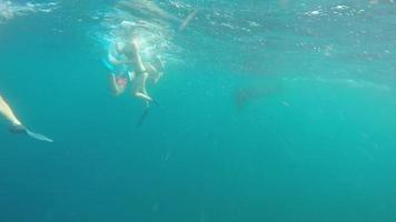 un couple homme et femme faisant de la plongée en apnée avec des raies manta dans la mer bleu-vert.