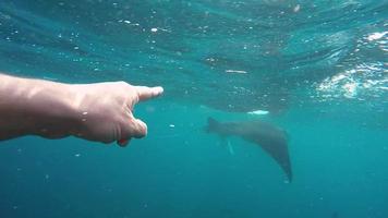 A man points at manta rays while snorkeling.
