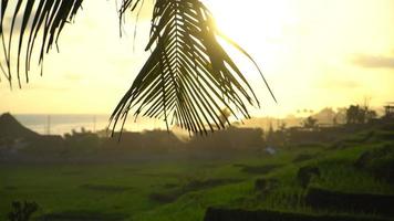 Trees in Indonesia. video