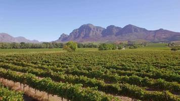 luchtfoto reizen drone weergave van druiven wijngaard boerderijen in Zuid-Afrika. video