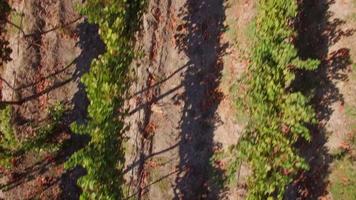 luchtfoto reizen drone weergave van druiven wijngaard boerderijen in Zuid-Afrika. video