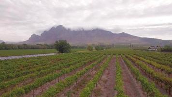 Vista aérea de drones de viajes de granjas de viñedos de uva en Sudáfrica.