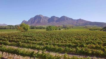 drone de voyage aérien vue sur les exploitations viticoles en afrique du sud.