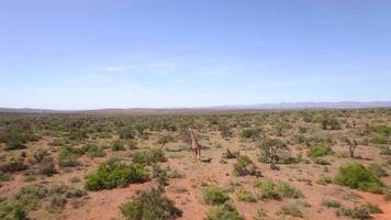 luchtfoto reizen drone weergave van giraffen in swartberg, zuid-afrika. video