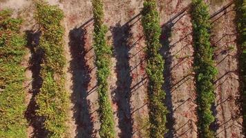 vista aerea del drone di aziende agricole di vigneti in sud africa. video
