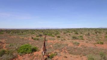 luchtfoto reizen drone weergave van giraffen in swartberg, zuid-afrika. video