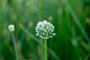 Blooming onion plant in garden Closeup of white onions flowers on summer field photo