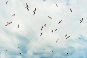 Flying seagulls over a dramatic blue sky.  Seagulls in the clouds of blue sky. photo