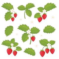 conjunto de ramas de fresas en flor. ilustración vectorial. vector