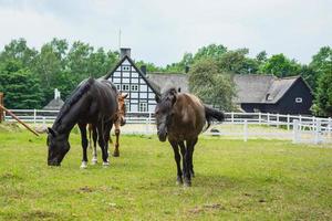 Horses in the spring field photo