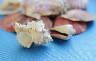 Composición de conchas de mar exóticas de diferentes formas sobre un fondo azul vista superior foto