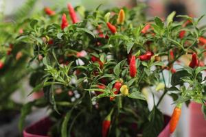 fresh young pepper plant in pot gardening photo