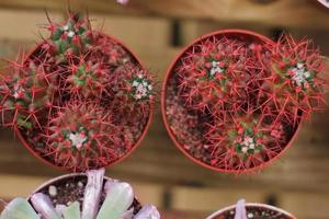 Varios kind of cactus flower in pot photo