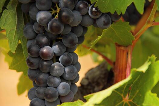 Cluster of raw grape hanging in a vine, grape bush photo