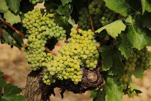 Cluster of raw grape hanging in a vine, grape bush photo