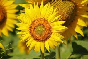 young fresh beautiful bright yellow sunflower photo