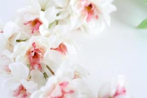 Flowers composition. Frame made of white tender flowers on white background. Flat lay, copy space photo