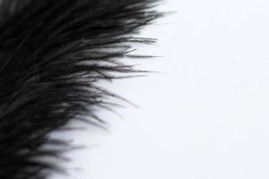 Feather on white, close up, copy space photo