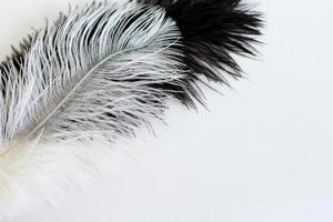 Feather on white, close up, copy space photo