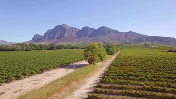 Luchtfoto reizen drone uitzicht op een onverharde weg en druiven wijngaard boerderijen in Zuid-Afrika. video