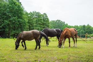 Horses in the spring field photo