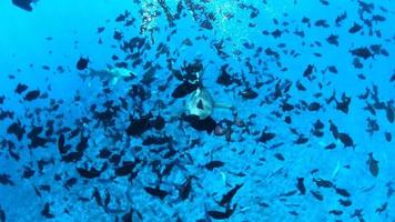 buceo submarino snorkel con tiburones en la isla tropical de bora bora.
