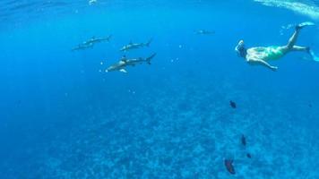 Underwater diving snorkeling with sharks in Bora Bora tropical island. video