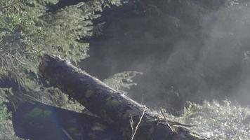 A tree log is steaming after rain in a forest. video