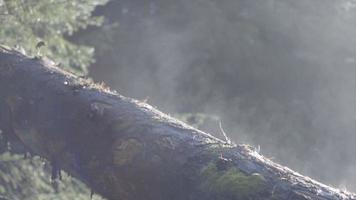 A tree log is steaming after rain in a forest. video