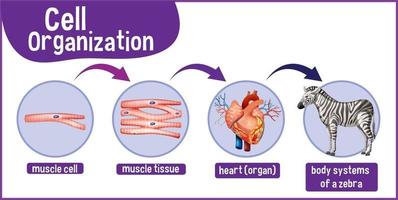 Diagram showing cell organization in a zebra vector