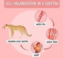 Diagram showing cell organization in a cheetah vector