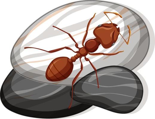 Top view of red ant on a stone on white background