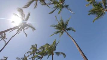Palmen spenden Schatten in Maui, Hawaii.