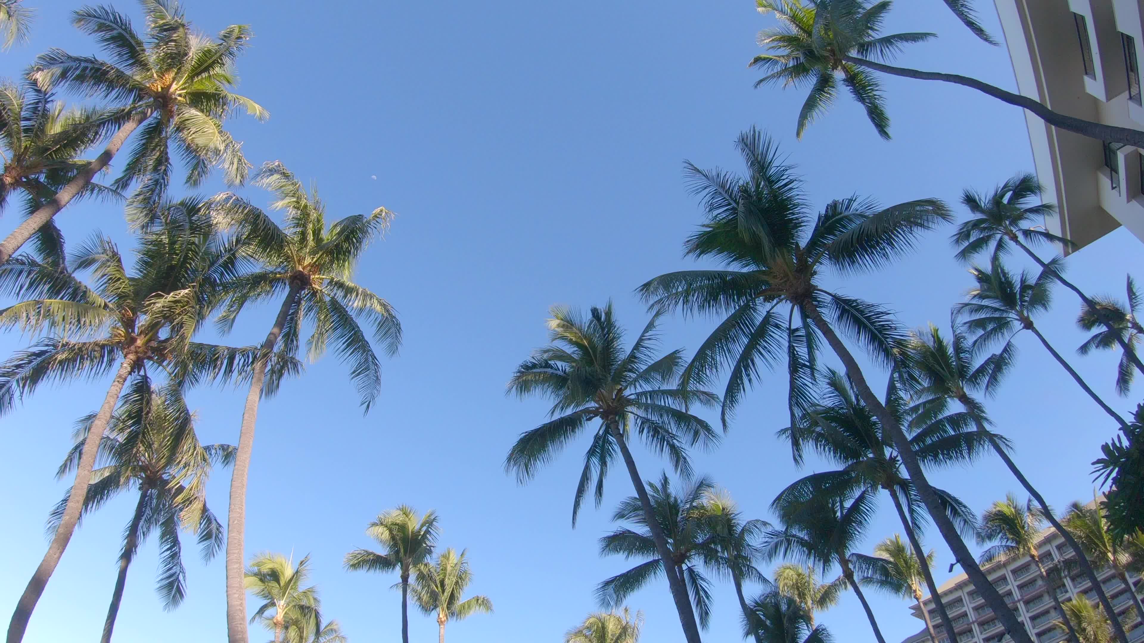 Hawaii Palm Tree Stock Video Footage for Free Download