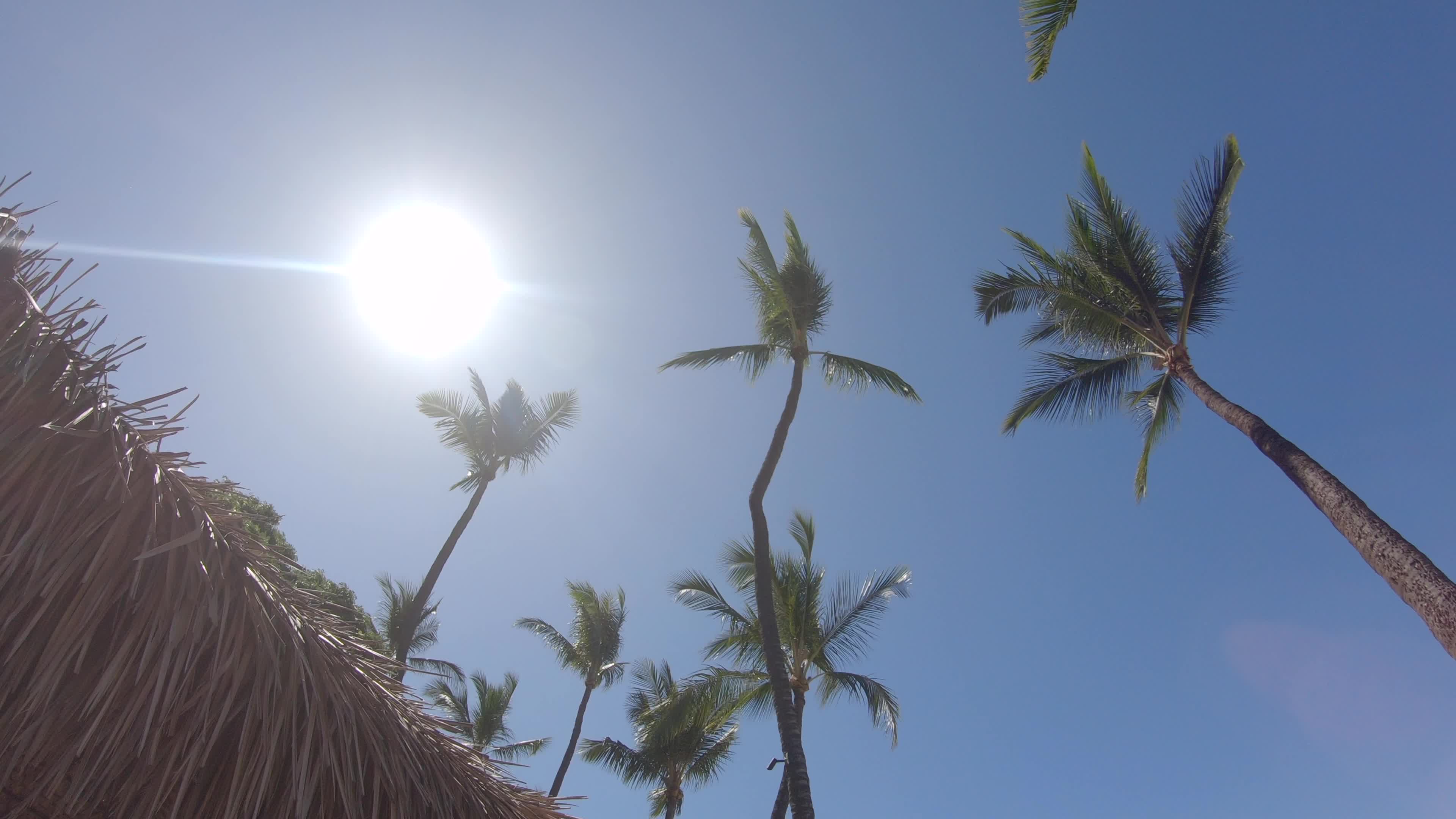 Palm trees and palm frond shade umbrellas provide shade in Maui, Hawaii