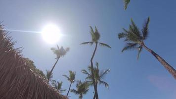 palme e ombrelloni di fronde di palma forniscono ombra a Maui, Hawaii.