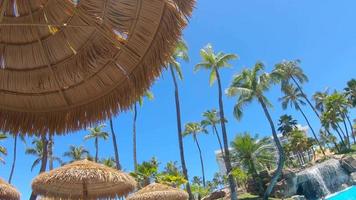 palme e ombrelloni di fronde di palma forniscono ombra a Maui, Hawaii.