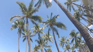 un hamac et des palmiers fournissent de l'ombre à maui, hawaii.