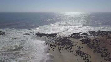 Vista aérea de drone de manada de focas y leones marinos en una playa de África.