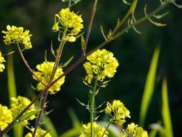 Wild flowers and herbs photo