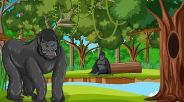 Gorilla in forest or rainforest scene with many trees vector