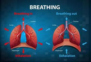 The process of breathing explained vector